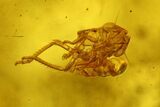 Fossil Cicada Larva and Ant In Baltic Amber #207495-2